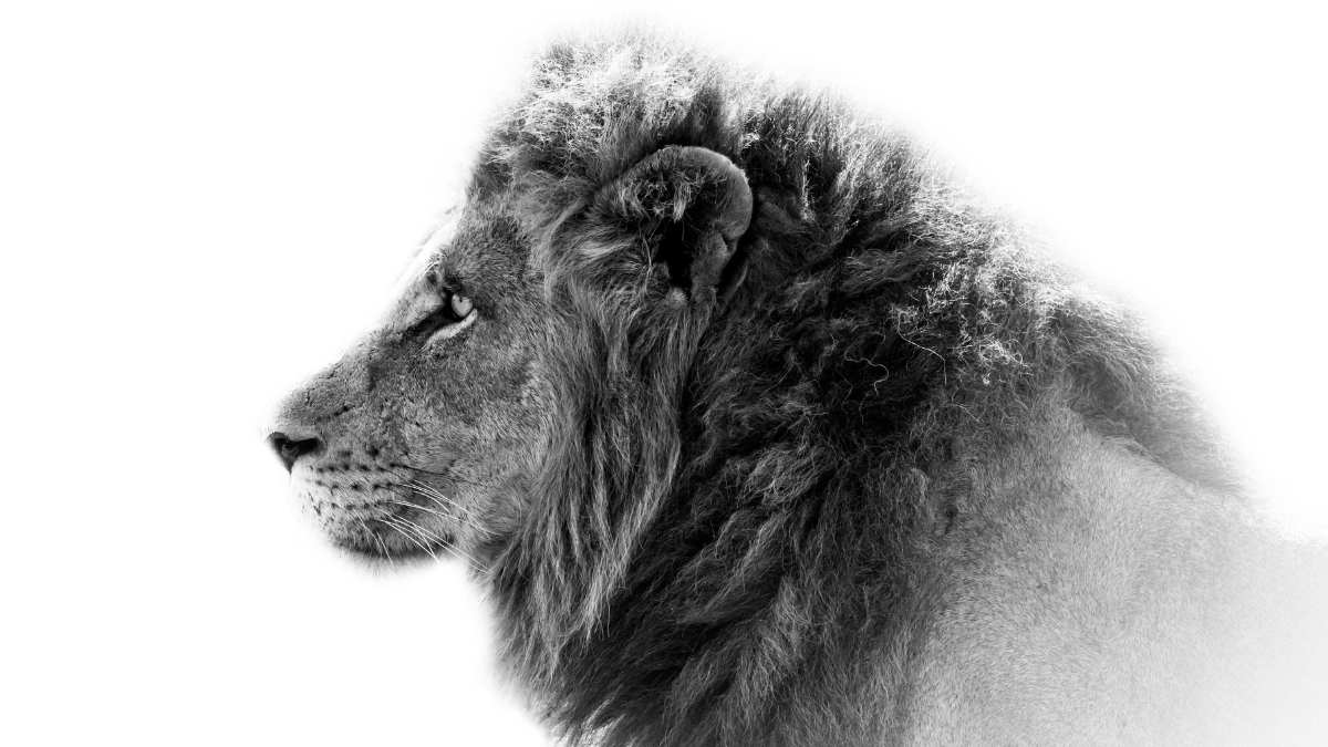 the lion of judah